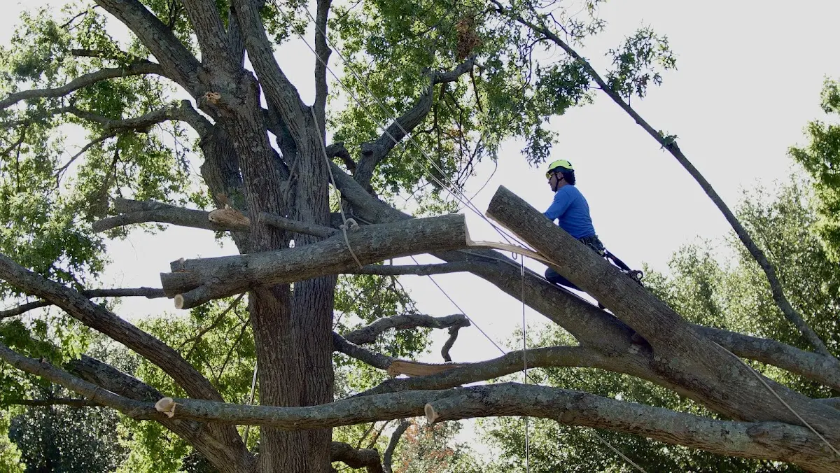 Professional Hazardous Tree Removal performed by certified arborists in Prompton