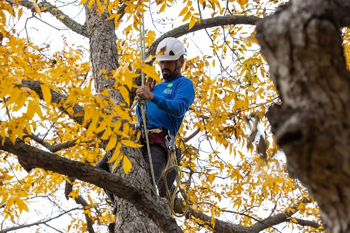 Skilled Tree Planing crew working in Prompton