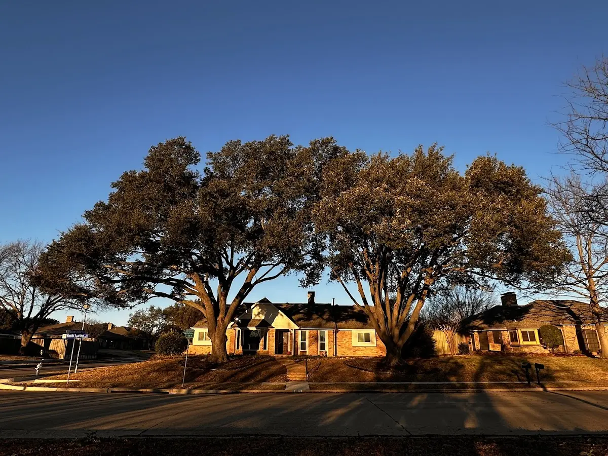 Established residential canopy tree shading a home in Prompton